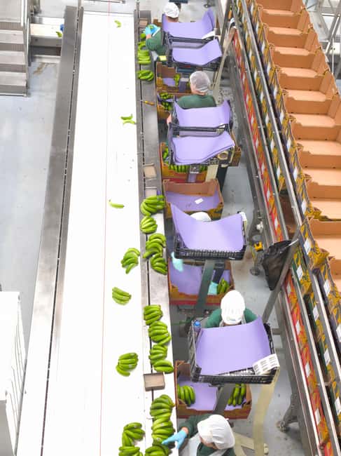 Funchal Agriculture Green Tour - GESBA and the Banana Sorting Process You Usually Never See