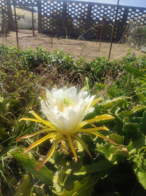 Funchal Agriculture Green Tour - Duration, Group Size, and What $100 Gets You