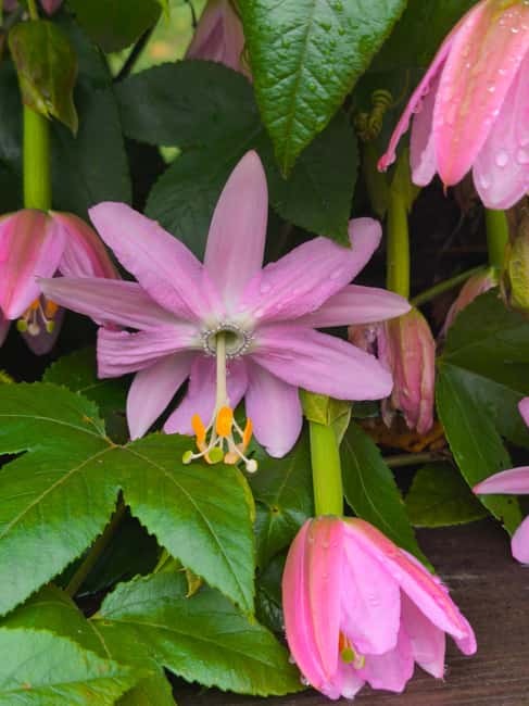Funchal Agriculture Green Tour - Practical Prep: Shoes, Weather, and How Not to Feel Rushed