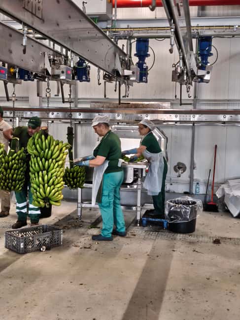 Funchal Agriculture Green Tour - Languages and Guide Style That Keeps It Moving