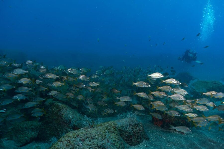 Funchal: DPV- Scooter Dive Adventure - Who Can Join: Certified Diver Rules and the Recent-Experience Check