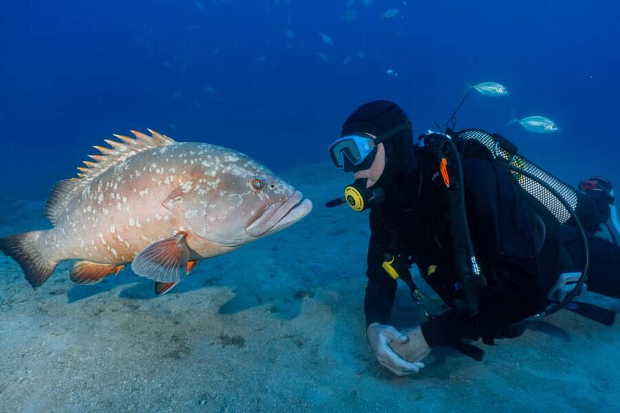 Funchal: Garajau national park - certified divers - Why Garajau National Park is the main reason to come