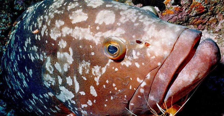 Funchal: Garajau national park - certified divers - The fish show: Dusky Groupers and what makes them different