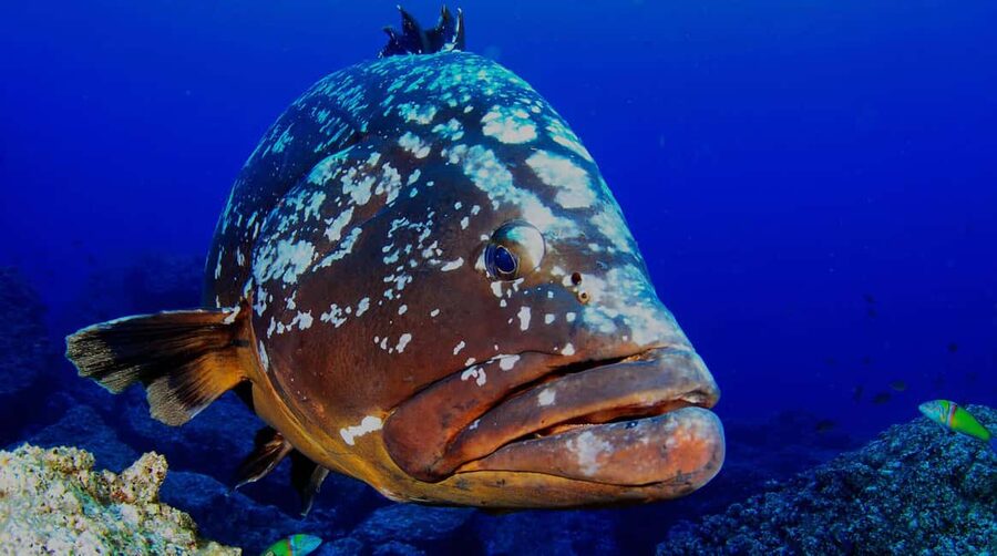 Funchal: Garajau national park - certified divers - Small group size, real support, and calm coaching when nerves happen