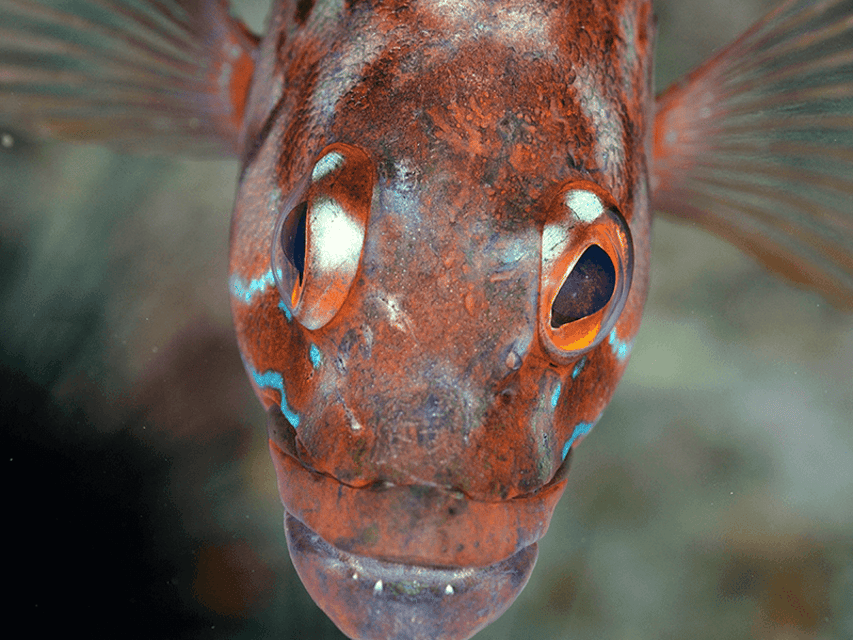 Funchal: Garajau national park - certified divers - Should you book the Garajau outing from Funchal?