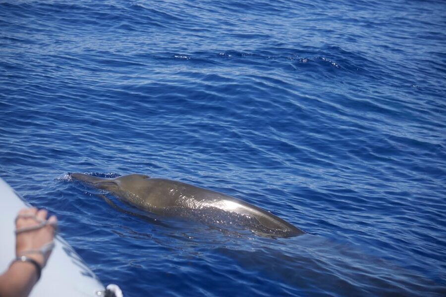 Funchal: Guarantee Wild Dolphin&Whale Watching by RIB - Key Highlights Worth Knowing Before You Go
