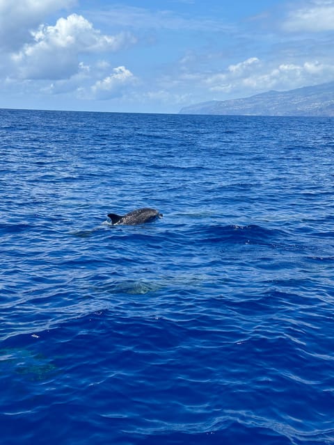 Funchal: Guarantee Wild Dolphin&Whale Watching by RIB - Final Decision: Should You Book This Tour?