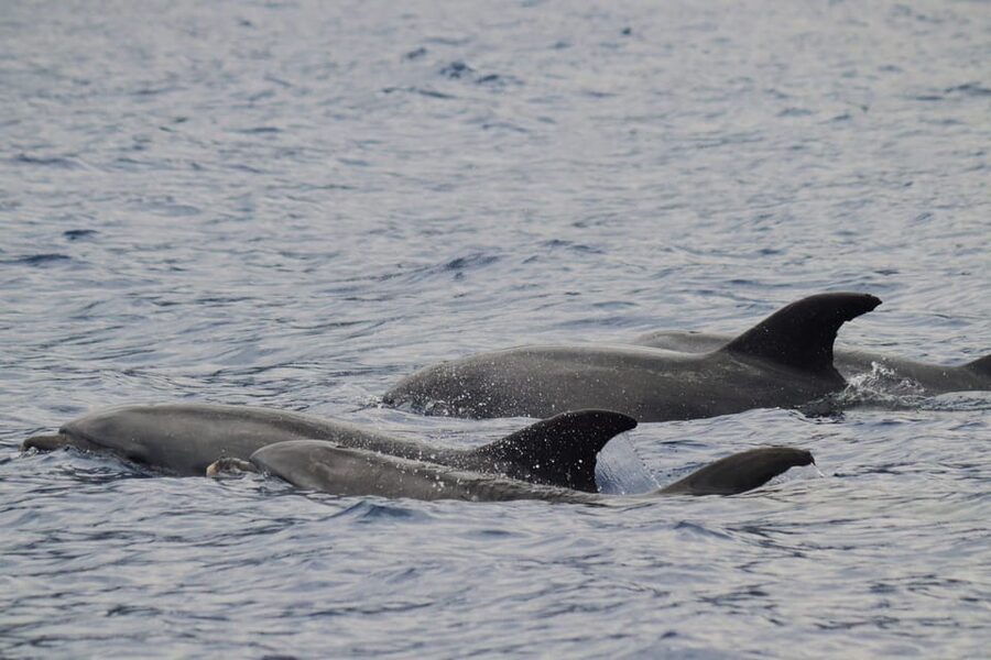 Funchal: Guarantee Wild Dolphin&Whale Watching by RIB - Why a Madeira RIB Boat Feels So Much Closer