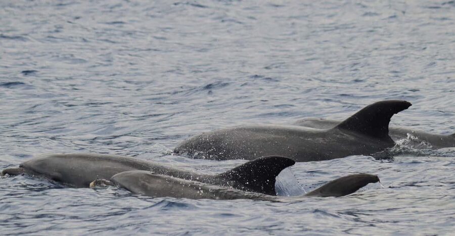 Funchal: Guarantee Wild Dolphin&Whale Watching by RIB - Wildlife Watching on a Small Boat, With Real Respect Built In