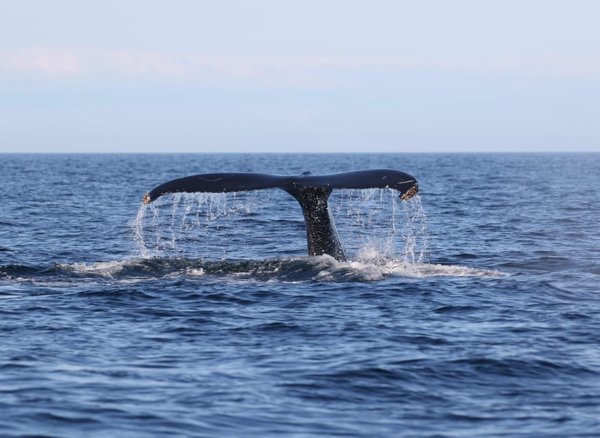 Funchal: Guarantee Wild Dolphin&Whale Watching by RIB - The Swim With Dolphins Add-On: Worth It When the Ocean Says Yes