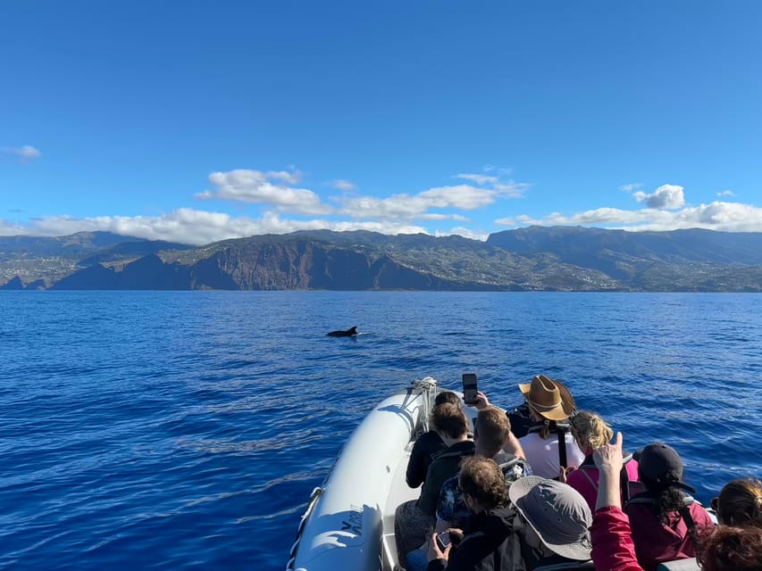 Funchal: Guarantee Wild Dolphin&Whale Watching by RIB - Where Cabo Girao Fits In (And Why You Still Get Value)