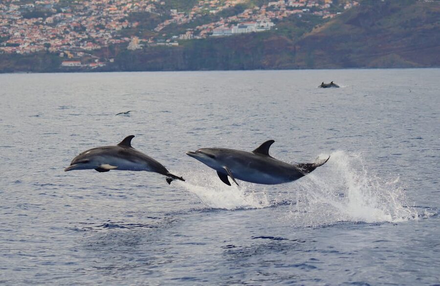 Funchal: Guarantee Wild Dolphin&Whale Watching by RIB - Comfort at Sea: What to Bring So the Wind Does Not Win