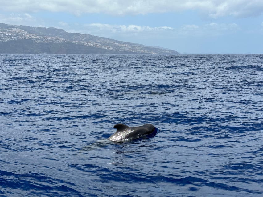 Funchal: Guarantee Wild Dolphin&Whale Watching by RIB - Who Should Book This RIB Dolphin and Whale Tour