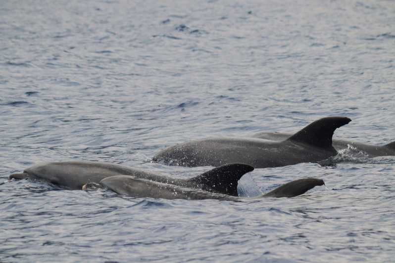 Funchal: Guarantee Wild Dolphin&Whale Watching by RIB - From Funchal Harbor to Open Ocean: What the 2.5 Hours Really Feel Like
