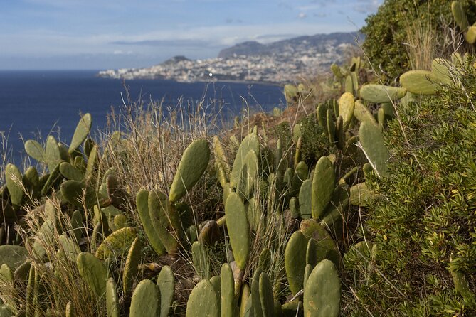 Funchal highlights 5h Private Tour in Madeira - Stop 4, Cabo Girão skywalk, the €5 entrance decision (not included)