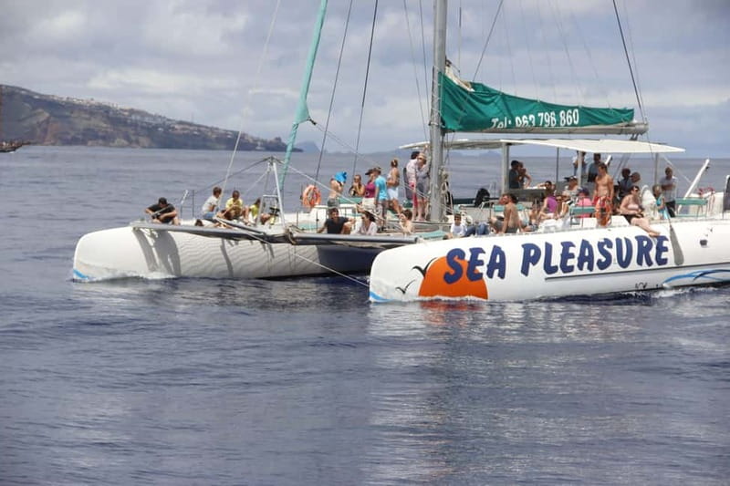 Funchal:Hop-on Hop-off Bus & Whale & Dolphin boat Excursion - Why This 2-Day Madeira Combo Works for First-Timers