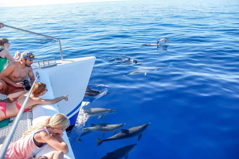 Funchal:Hop-on Hop-off Bus & Whale & Dolphin boat Excursion - Câmara de Lobos Stops: South, North, and Coastal Views