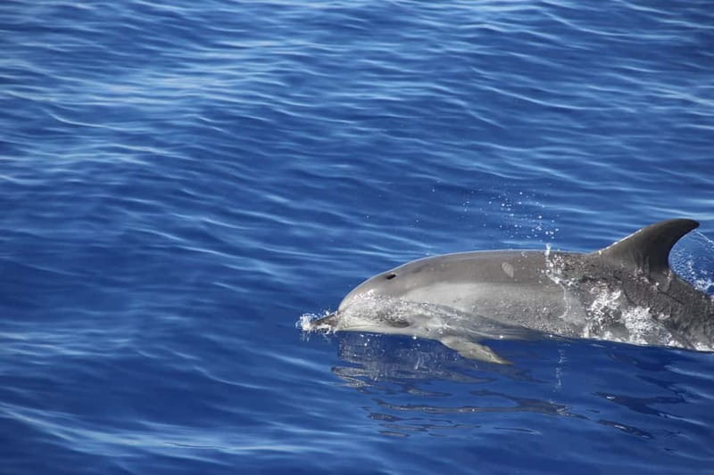 Funchal:Hop-on Hop-off Bus & Whale & Dolphin boat Excursion - Price, Scheduling, and What Can Go Wrong (So You Are Ready)