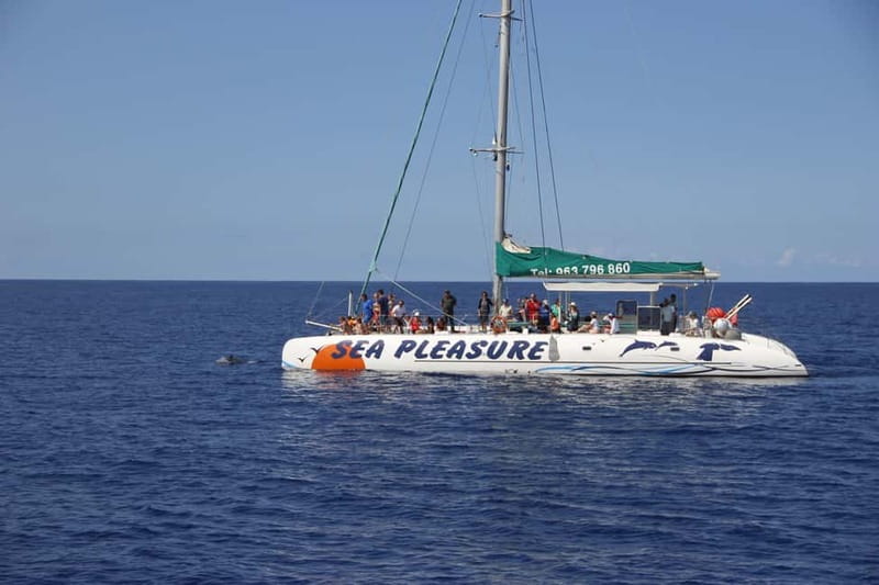 Funchal:Hop-on Hop-off Bus & Whale & Dolphin boat Excursion - Who This Tour Fits Best, and Who Might Skip It