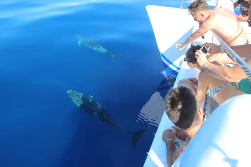 Funchal:Hop-on Hop-off Bus & Whale & Dolphin boat Excursion - Should You Book Funchal Hop-On Hop-Off plus Whale Boat?