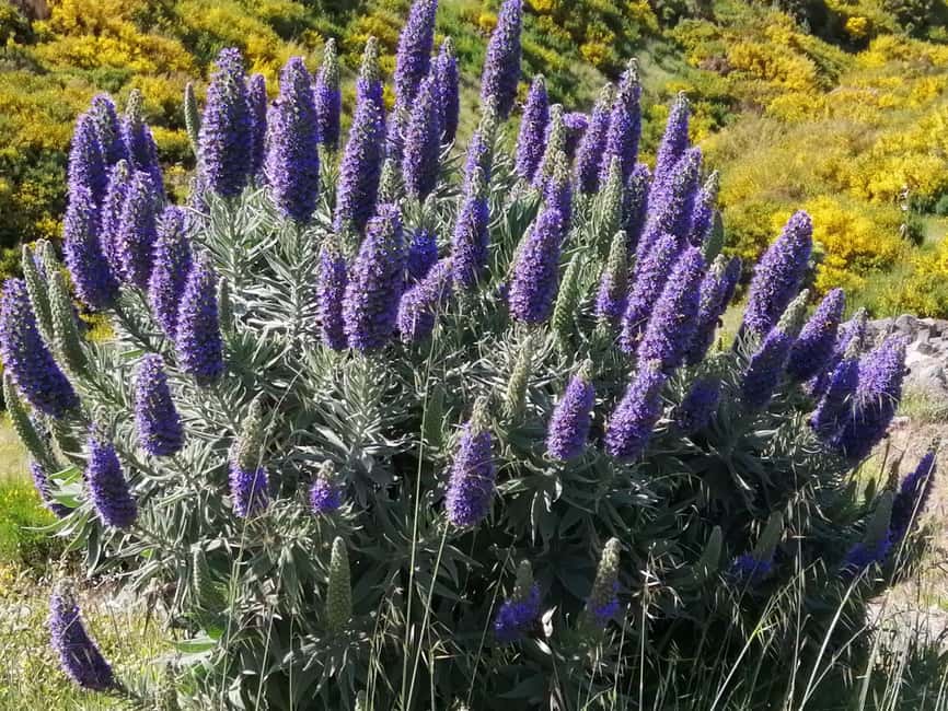 Funchal: Nuns Valley Short Stroll with Mountain Surroundings - Key highlights you should plan around
