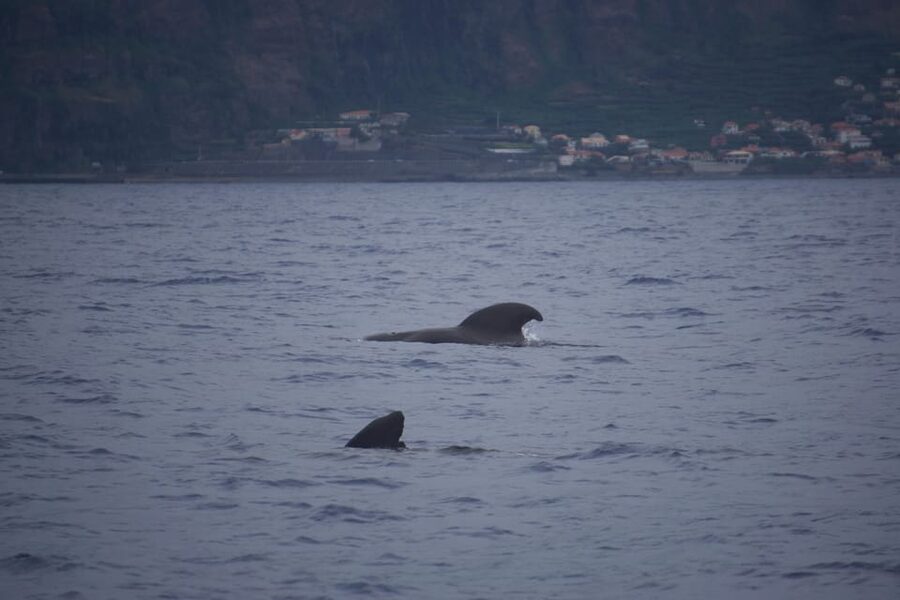 Funchal: Sunset over water by RIB boat +opt Dolphin/Whale - Should you book this Madeira sunset RIB tour?