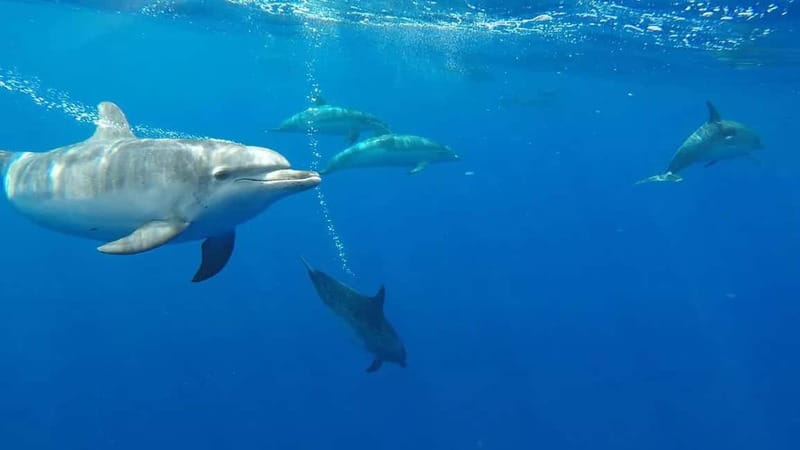 Funchal: Whale Watching and Swimming with Dolphins Cruise - Key highlights worth aiming for