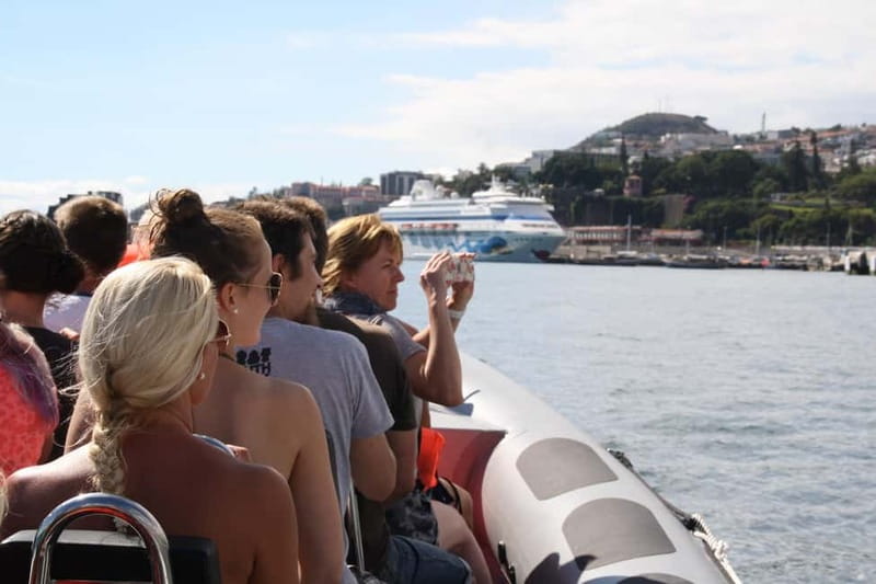 Funchal: Whale Watching and Swimming with Dolphins Cruise - Why Madeira’s waters can feel like a living textbook