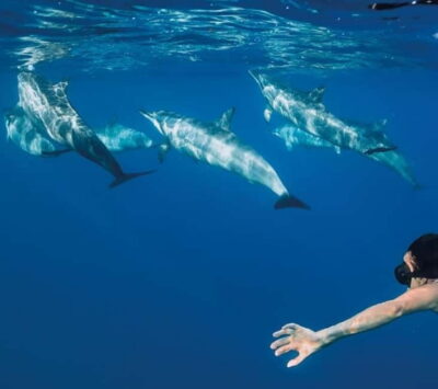 Whale Watching and Swimming with Dolphins Cruise