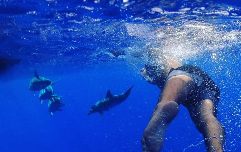 Funchal: Whale Watching and Swimming with Dolphins Cruise - Dolphins you can actually recognize, not just see