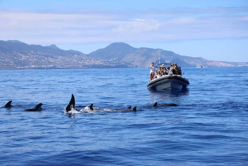 Funchal: Whale Watching and Swimming with Dolphins Cruise - Swimming with dolphins: the best moment and the biggest variable