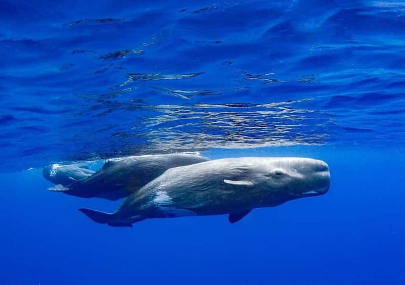 Funchal: Whale Watching and Swimming with Dolphins Cruise - The time breakdown: what you’re really doing in 2.5 hours