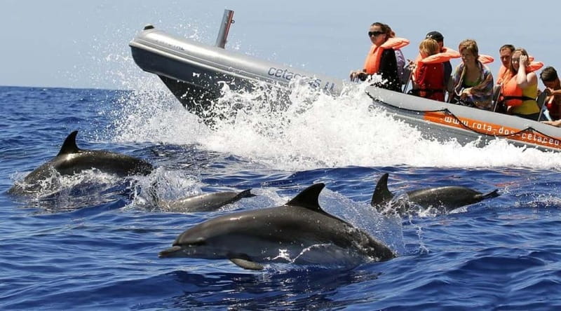 Funchal: Whale Watching and Swimming with Dolphins Cruise - Price and value: is $94 worth it?