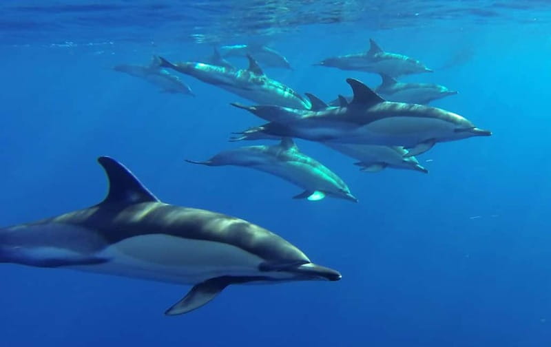 Funchal: Whale Watching and Swimming with Dolphins Cruise - Comfort and practical tips that make or break the day