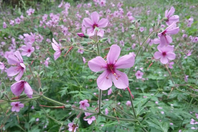 Gastro hike (Private Tour) - Claudio’s guiding style: plant talk, food talk, and local talk