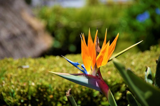 Go East - The most beautiful tour - Getting started in Funchal with pickup and a smart 8-hour flow