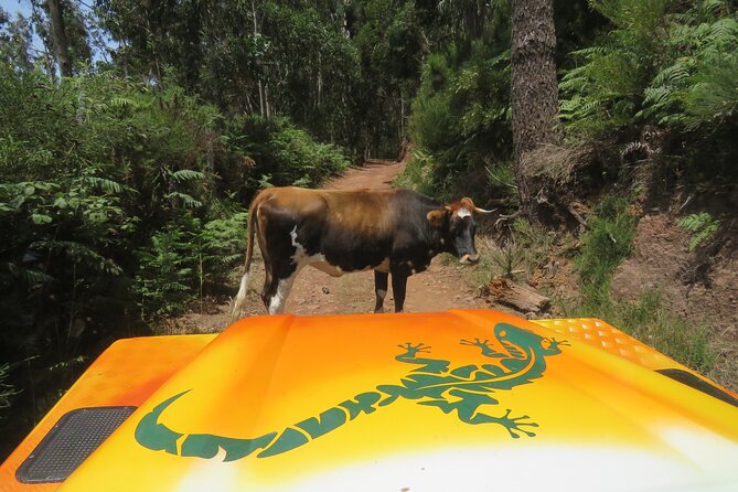 Guided Exploration of Southwest Madeira in a 4x4 - Key points worth knowing