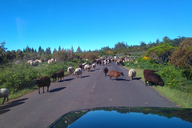 Half Day Jeep Safari Tour at Pico Areeiro and Santo da Serra - Santo da Serra: a gentler break with local flavor