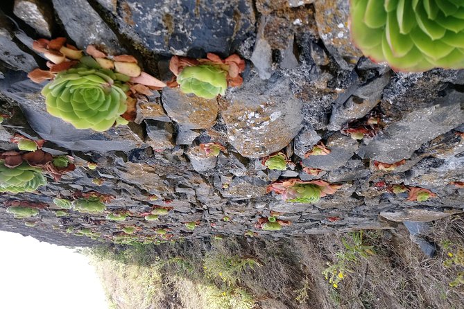 Hike Larano, Boca do Risco Porto da Cruz Levada in a small group - Engenhos do Norte: Rum, a Short Break, and a Madeira Tradition