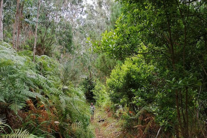 Hiking and Trekking tours in Madeira - What the hike itself is likely to include (and what you should watch for)