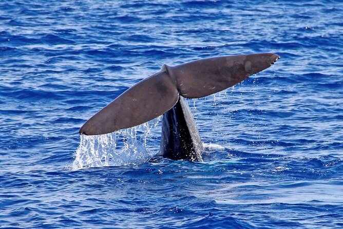 Hop-on Hop-off Bus Tour and Catamaran Whale & Dolphin Watching - Who this tour suits best, and who should skip it