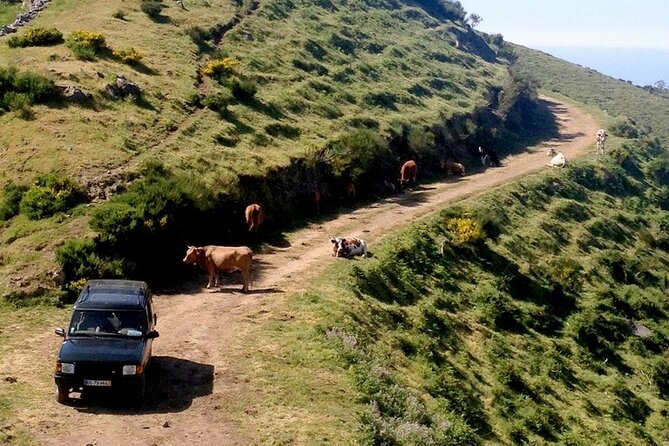 Jeep Tour Câmara de Lobos - Half day - Key highlights you should know