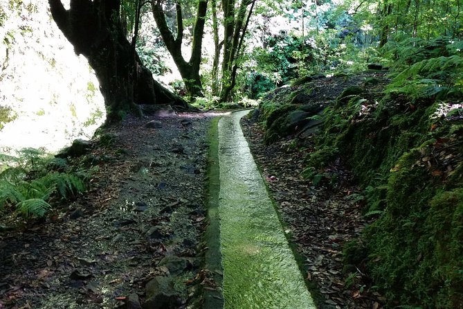 Kings Levada - São Jorge - Kings Levada by São Jorge: Why this walk feels like Madeira, fast