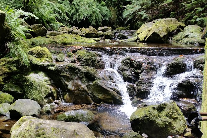 Kings Levada - São Jorge - Plant lessons on the move, with an actual named guide