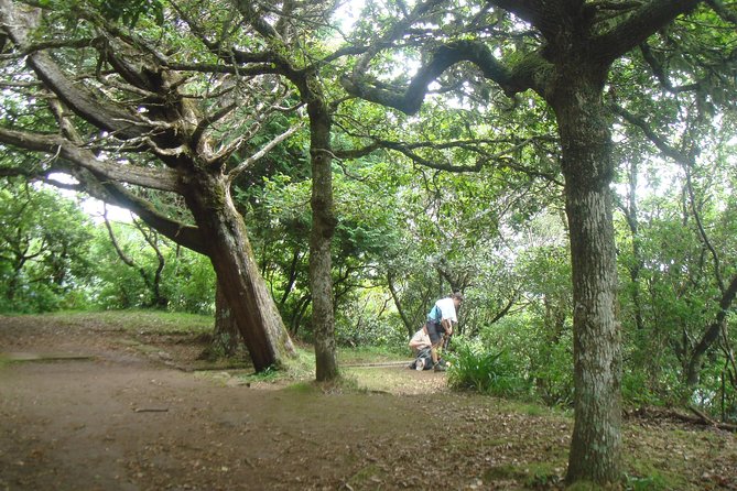 Laurissilva Forest Walk - Key things to know before you go