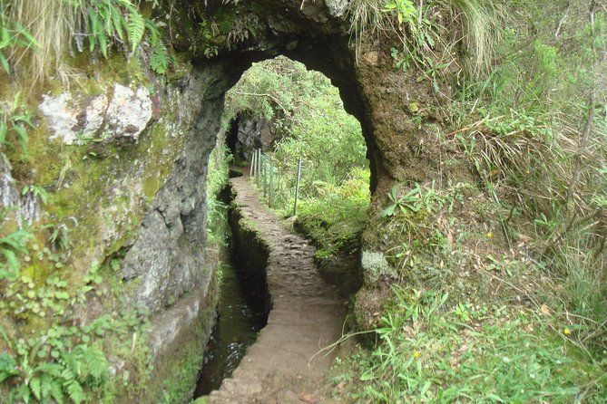 Laurissilva Forest Walk - From Funchal to Ribeiro Frio, with pickup that saves your morning