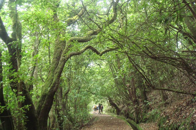 Laurissilva Forest Walk - How hard is an 8-hour levada hike for most people?