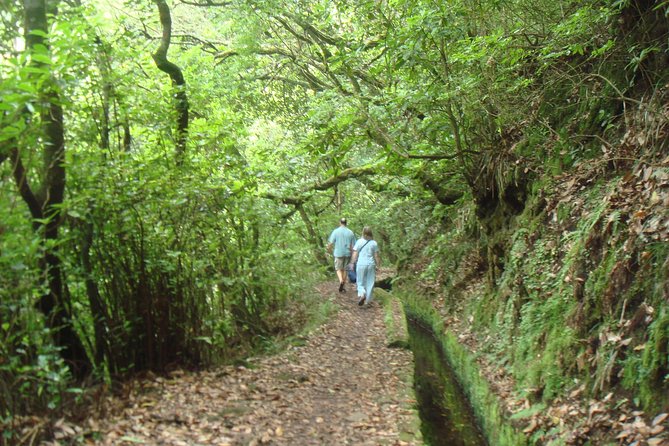 Laurissilva Forest Walk - Price and logistics value: $52.36 with guide and hotel pickup