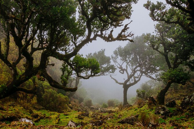 Levada do Rei PR18 Scenic Hike in Madeira with Transfer Service - Key highlights you’ll feel right away