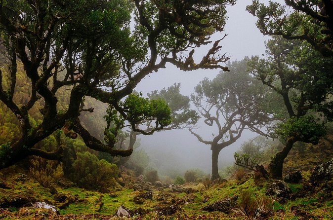Levada do Rei PR18 Scenic Hike in Madeira with Transfer Service - Timing: four hours on the trail plus transfers up to one hour each way